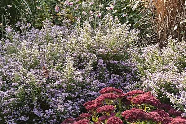 489093 - Heath aster (Aster ericoides 'Lovely' syn. Aster vimineus 'Lovely') and orpine (Sedum telephium 'Herbstfreude' syn. Hylotelephium telephium 'Herbstfreude')