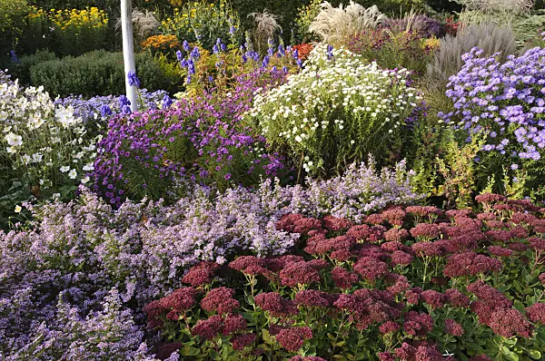 489090 - Heath aster (Aster ericoides 'Lovely' syn. Aster vimineus 'Lovely'), orpine (Sedum telephium 'Herbstfreude' syn. Hylotelephium telephium 'Herbstfreude') and New England aster (Aster novae-angliae 'Herbstschnee')