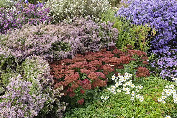 477104 - Heath aster (Aster ericoides), orpine (Sedum telephium syn. Hylotelephium telephium) and Michaelmas daisy (Aster novi-belgii 'Dauerblau')