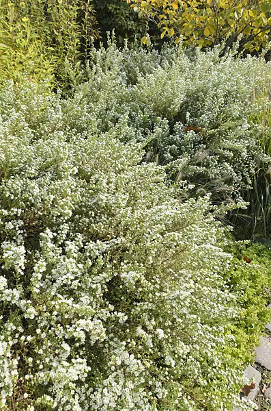 501075 - Heath aster (Aster ericoides 'Schneetanne')