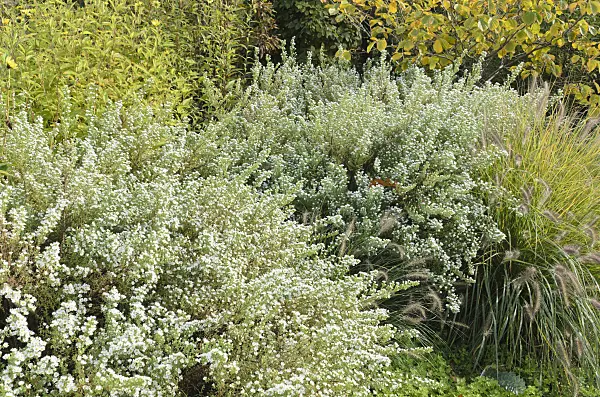 501076 - Heath aster (Aster ericoides 'Schneetanne')