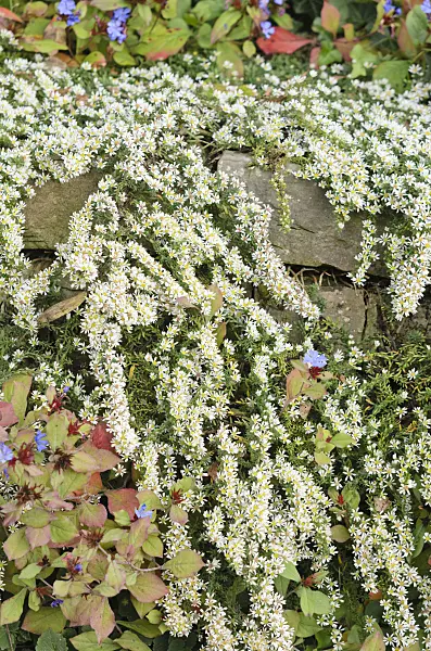 537025 - Heath aster (Aster ericoides 'Snowflurry')