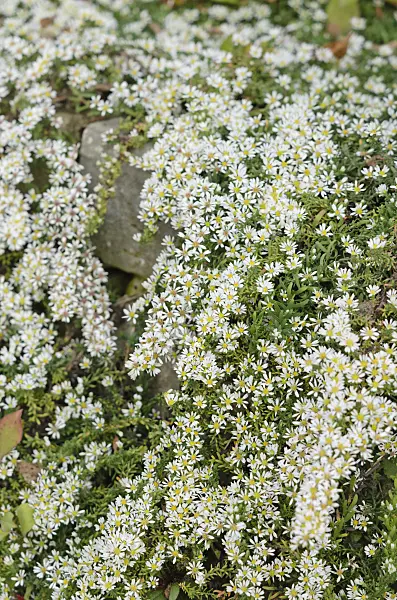 537026 - Heath aster (Aster ericoides 'Snowflurry')