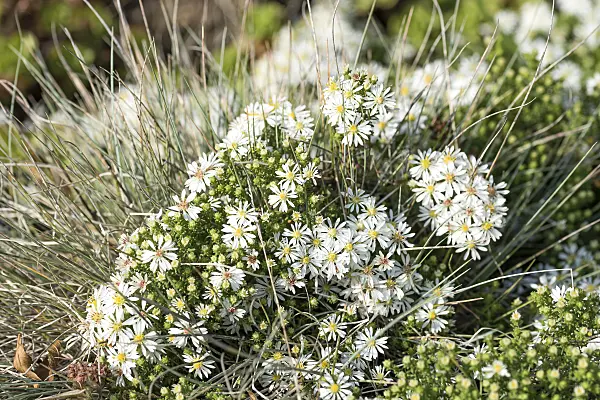 638036 - Heath aster (Aster ericoides 'Snowflurry')
