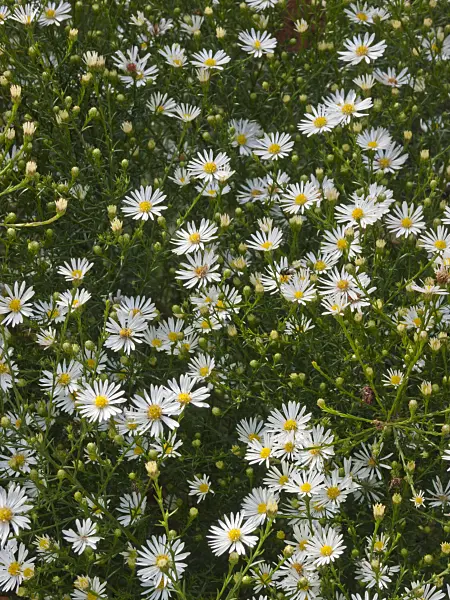 418078 - Heath aster (Aster pringlei 'Monte Casino')
