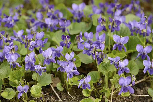 554032 - Heath dog violet (Viola canina)