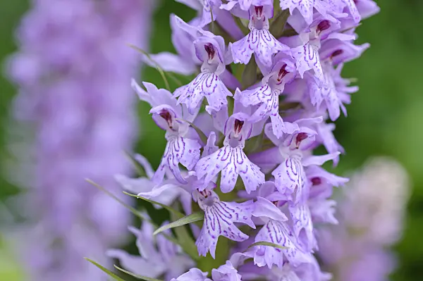 473118 - Heath spotted orchid (Dactylorhiza maculata)