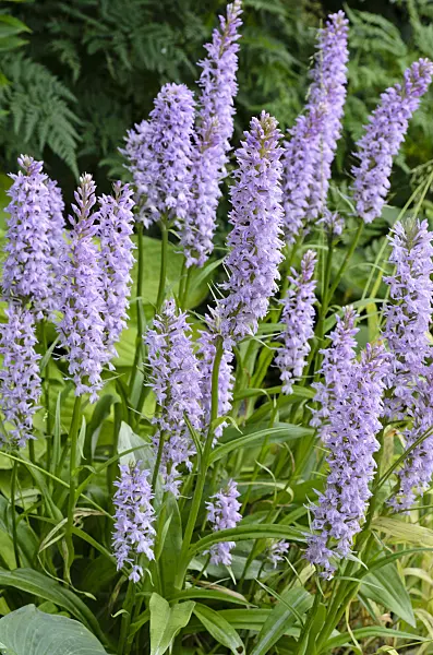 497171 - Heath spotted orchid (Dactylorhiza maculata)