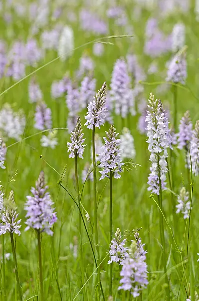 521187 - Heath spotted orchid (Dactylorhiza maculata)