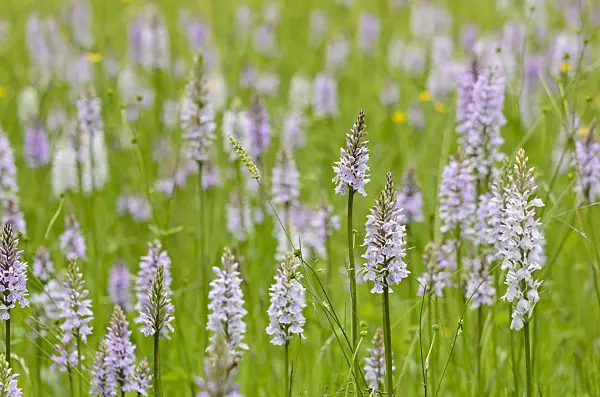 521188 - Heath spotted orchid (Dactylorhiza maculata)