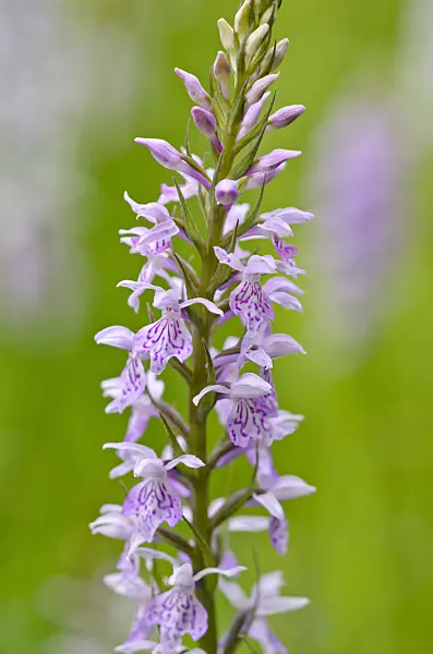 521190 - Heath spotted orchid (Dactylorhiza maculata)
