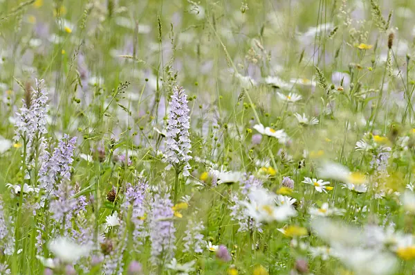 521197 - Heath spotted orchid (Dactylorhiza maculata)