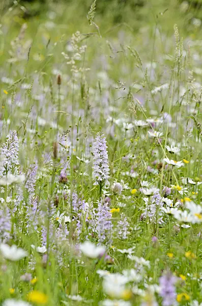 521198 - Heath spotted orchid (Dactylorhiza maculata)