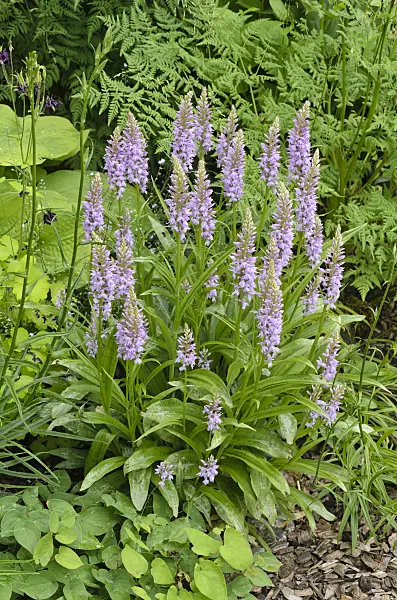 545133 - Heath spotted orchid (Dactylorhiza maculata)