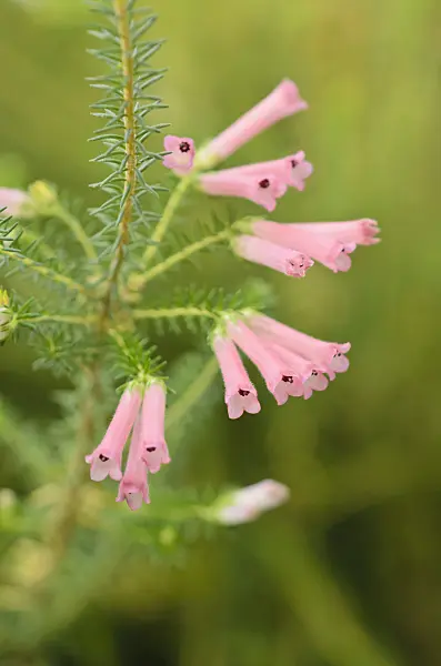 537016 - Heather (Erica curviflora)