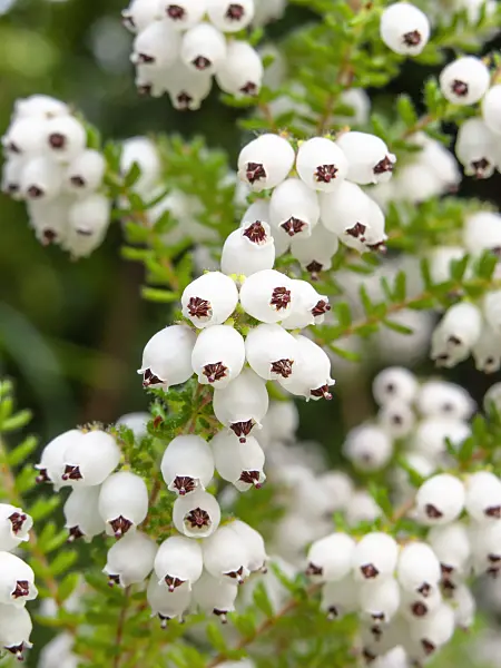 436221 - Heather (Erica formosa)