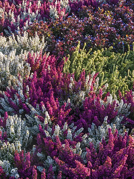 406027 - Heather (Erica gracilis) and thyme (Thymus)