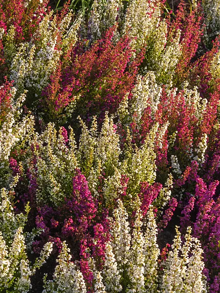 405063 - Heather (Erica gracilis 'Hessenmädchen')