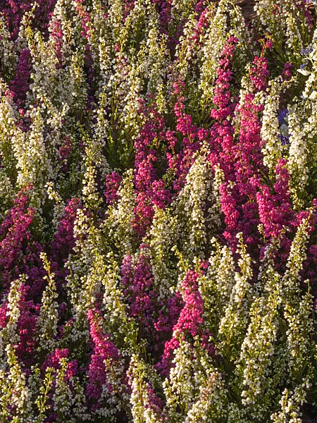 405066 - Heather (Erica gracilis 'Hessenmädchen')