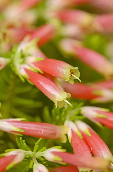 537015 - Heather (Erica versicolor)