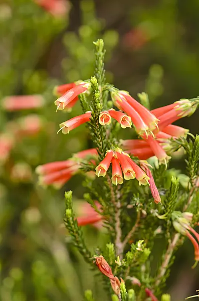 553064 - Heather (Erica versicolor)