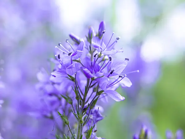 438210 - Heavenly blue speedwell (Veronica teucrium)