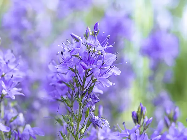 438211 - Heavenly blue speedwell (Veronica teucrium)