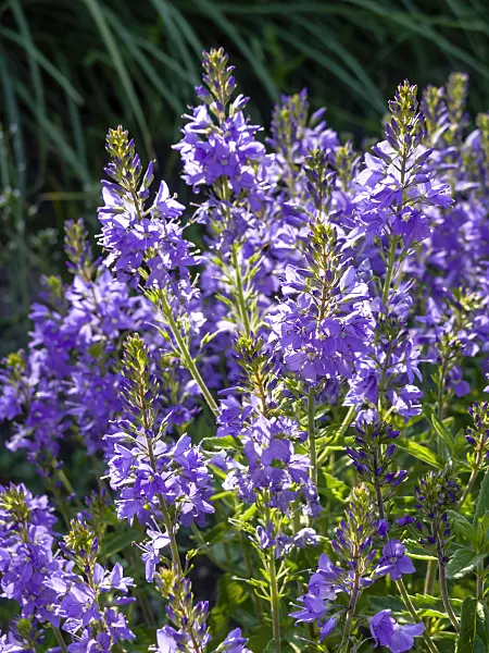 438222 - Heavenly blue speedwell (Veronica teucrium)