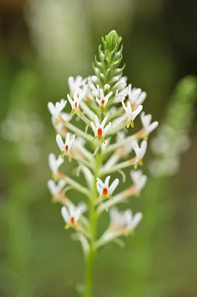 483327 - Hebenstretia dentata