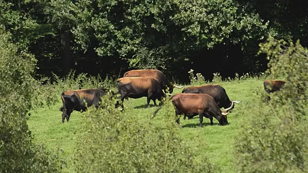 511227 - Heck cattle (Bos taurus), Neandertal Nature Reserve, Germany