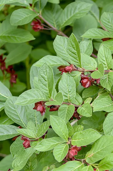 593118 - Heckenkirsche (Lonicera involucrata)