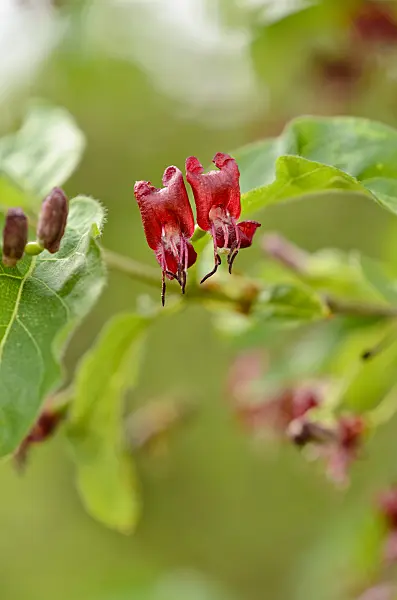 520073 - Heckenkirsche (Lonicera tatsiensis)