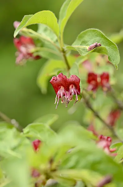 520074 - Heckenkirsche (Lonicera tatsiensis)