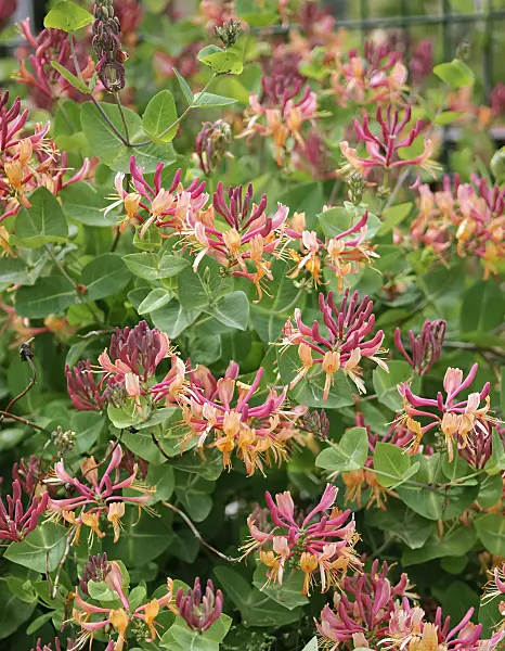490089 - Heckenkirsche (Lonicera x heckrottii)