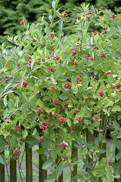 547169 - Heckenkirsche (Lonicera x heckrottii)