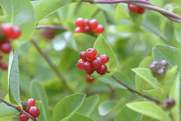 547170 - Heckenkirsche (Lonicera x heckrottii)