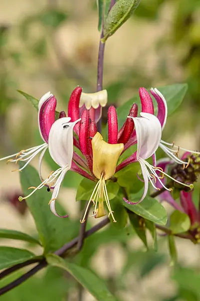 593122 - Heckenkirsche (Lonicera x heckrottii)