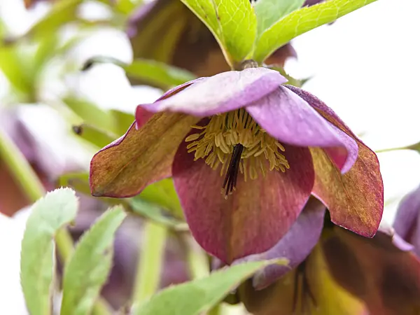 436214 - Heckennieswurz (Helleborus dumetorum subsp. atrorubens)