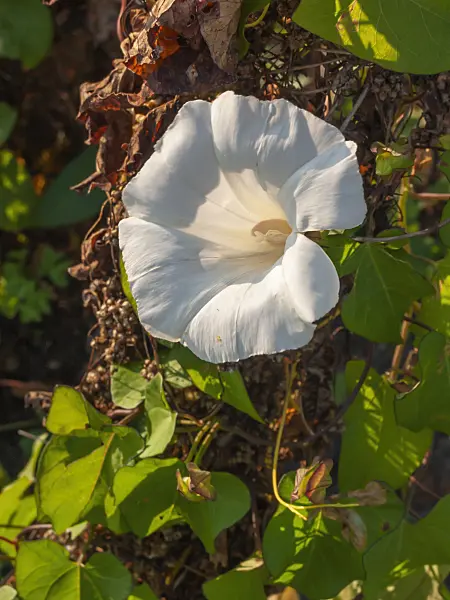 405055 - Hedge bindweed (Calystegia sepium syn. Convolvulus sepium)