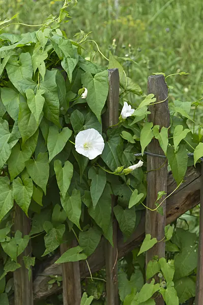 511259 - Hedge bindweed (Calystegia sepium syn. Convolvulus sepium)