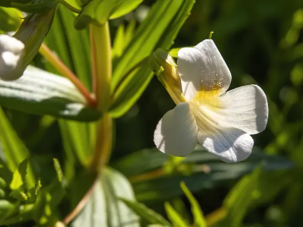438215 - Hedge hyssop (Gratiola officinalis)