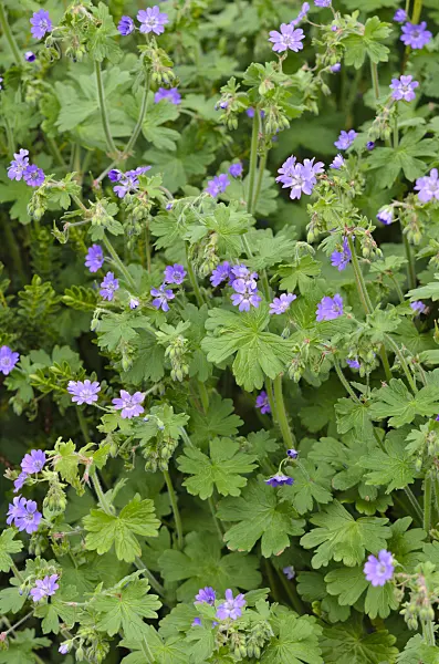 533400 - Hedgerow cranesbill (Geranium pyrenaicum 'Bill Wallis')