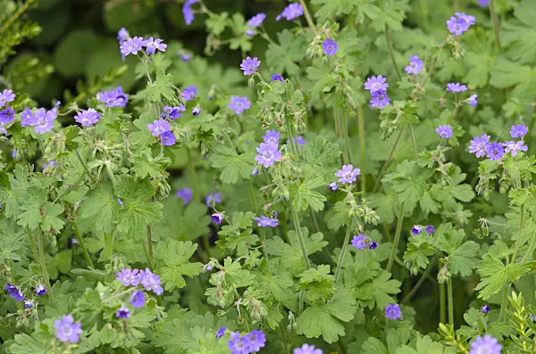 533401 - Hedgerow cranesbill (Geranium pyrenaicum 'Bill Wallis')