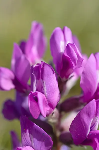 508382 - Hedysarum boreale