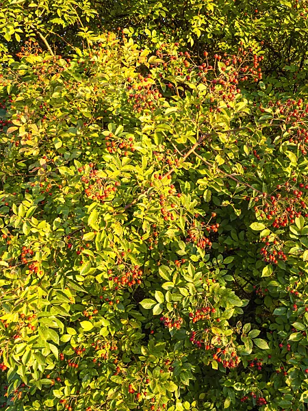 429135 - Helen Wilson's rose (Rosa helenae)