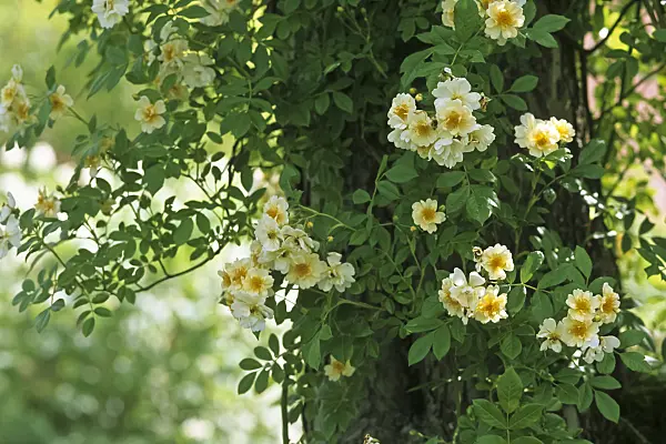 430221 - Helen Wilson's rose (Rosa helenae)