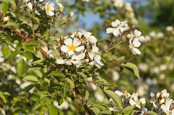 509031 - Helen Wilson's rose (Rosa helenae)
