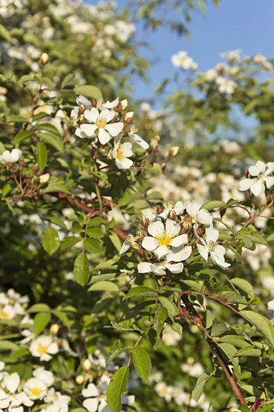 509032 - Helen Wilson's rose (Rosa helenae)