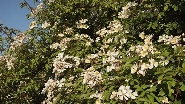 509034 - Helen Wilson's rose (Rosa helenae)