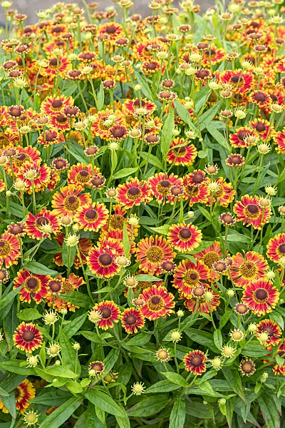 675045 - Hélénie (Helenium Bandora)